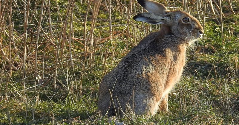 Managing Conflict: Maddening as a March hare?